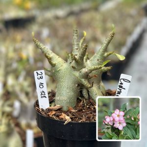 2310 128 Arabicum Vitrine Cadman