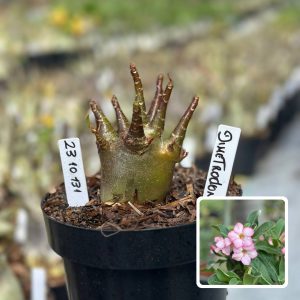 2310 131 Arabicum Vitrine Dimetrodon