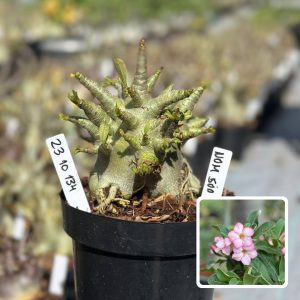 2310 134 Arabicum Vitrine Nom Sod de (Leilão)