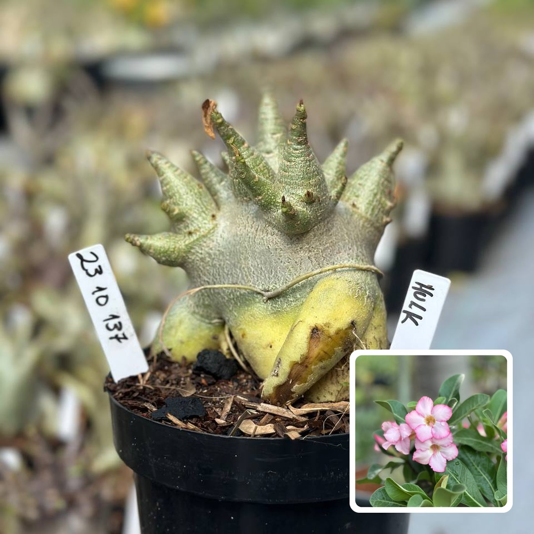 2310 137 Arabicum Vitrine Hulk (Leilão)