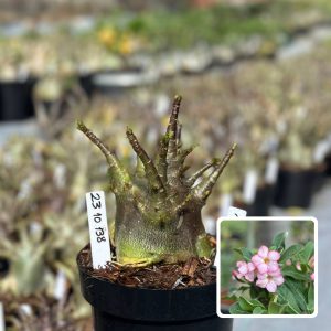 2310 138 Arabicum Vitrine Raptor