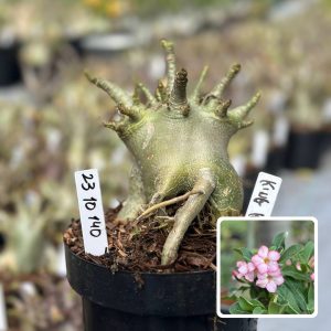 2310 140 Arabicum Vitrine King Kong