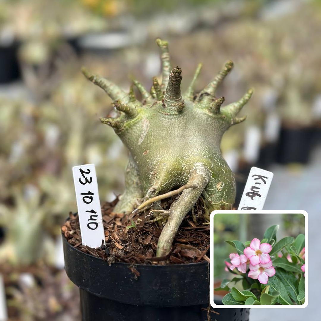 2310 140 Arabicum Vitrine King Kong