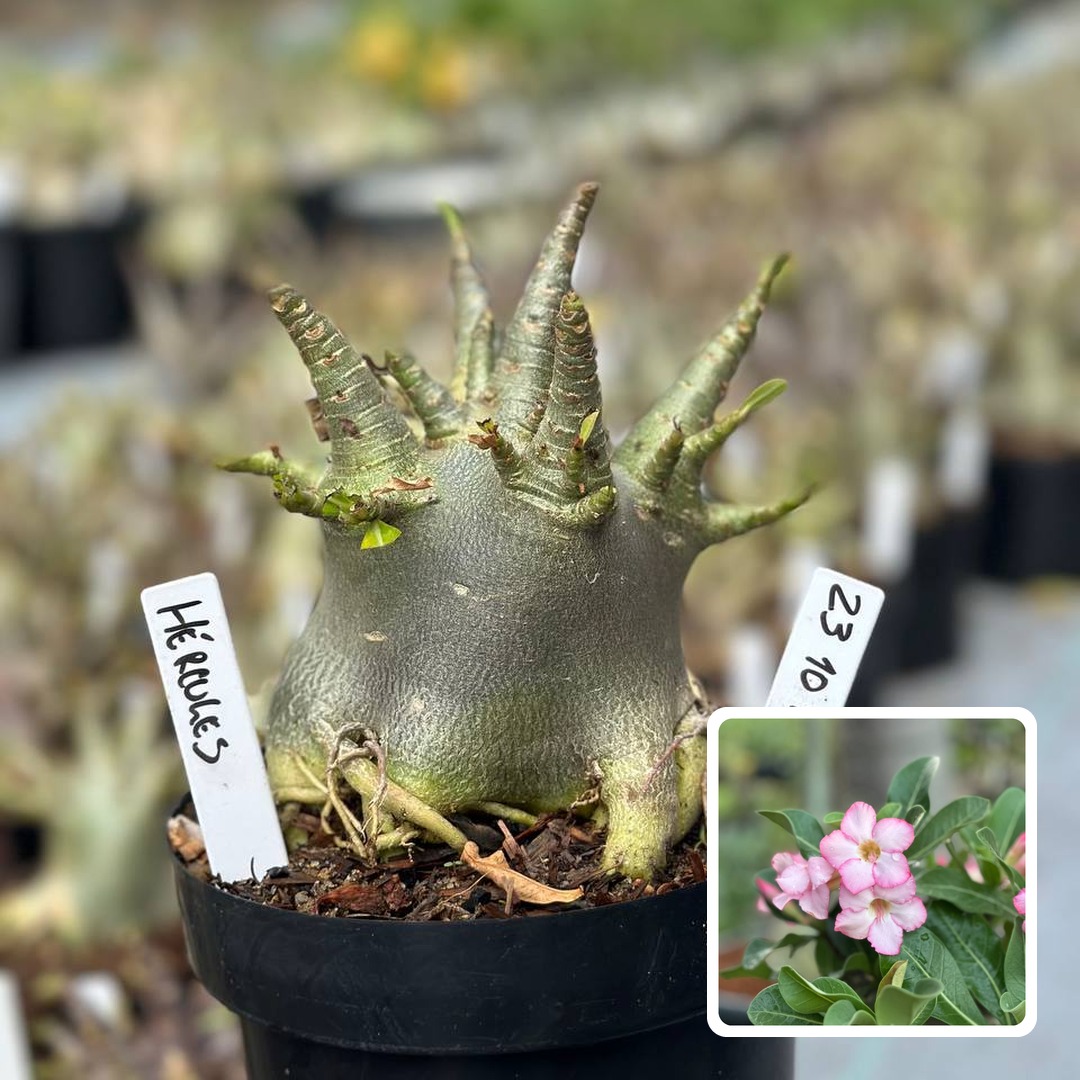 2310 141 Arabicum Vitrine Hércules