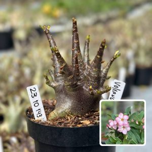 2310 143 Arabicum Vitrine Volcano