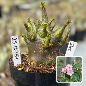 2310 144 Arabicum Vitrine Zeus