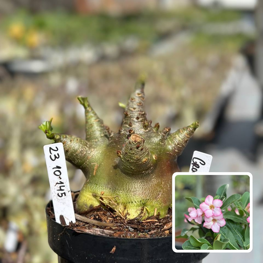 2310 145 Arabicum Vitrine Groot