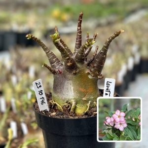 2310 146 Arabicum Vitrine Leviatã