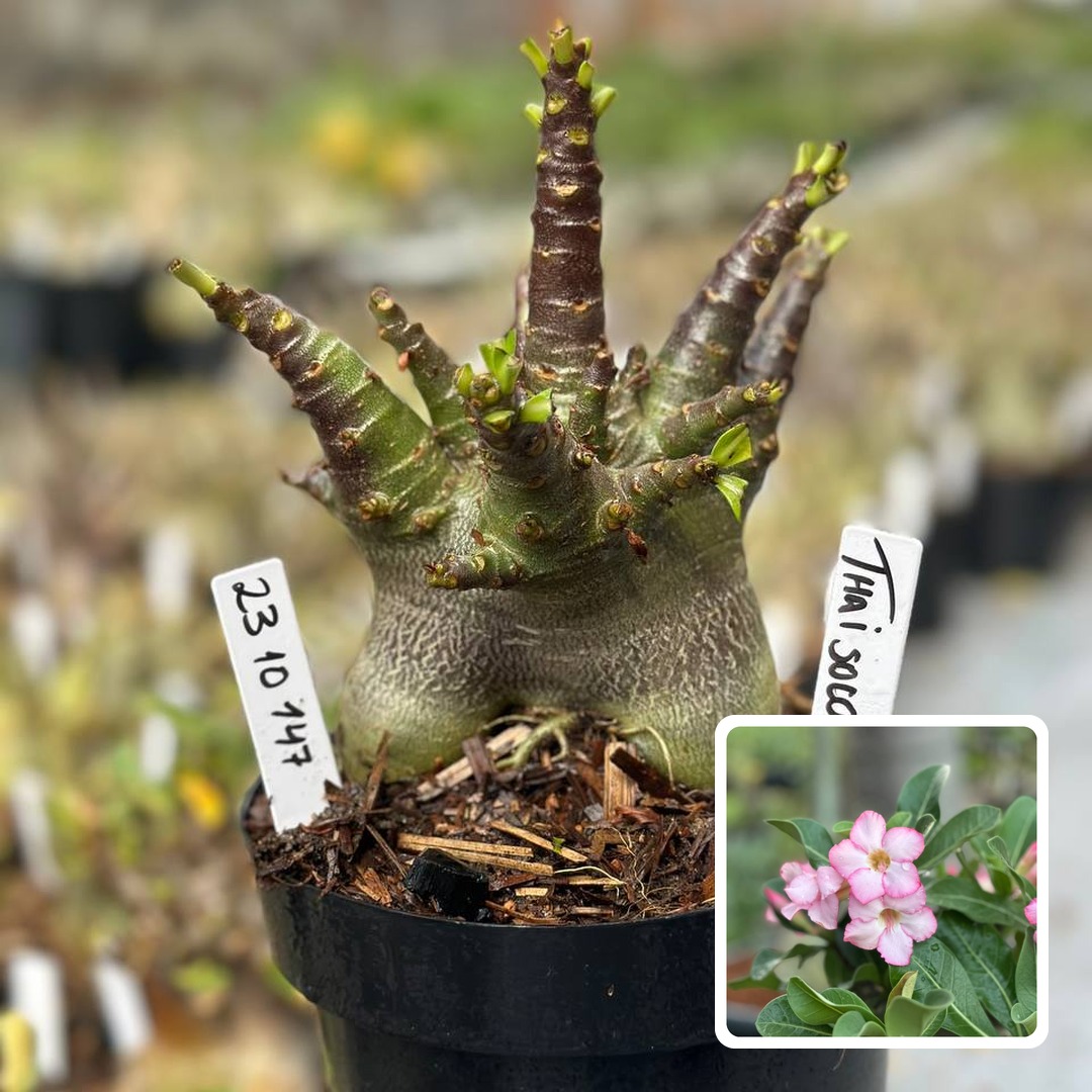 2310 147 Arabicum Vitrine Thai soco