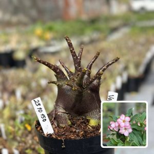 2310 150 Arabicum Vitrine Volcano (Leilão)