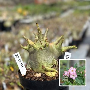 2310 151 Arabicum Vitrine Hulk