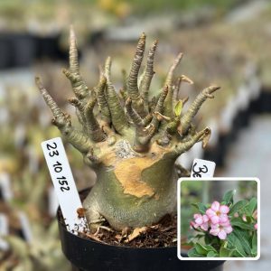 2310 152 Arabicum Vitrine Bei Bid Avaria