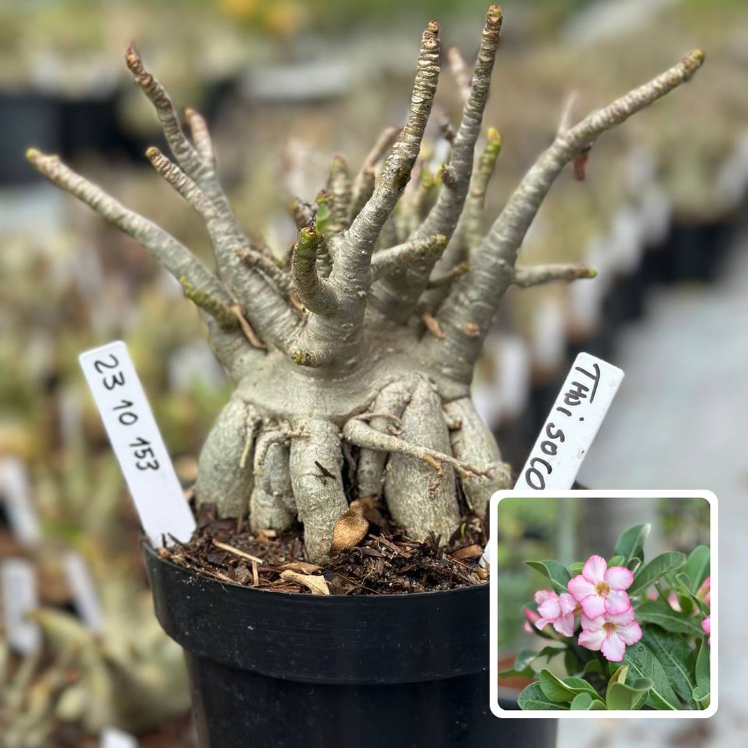 2310 153 Arabicum Vitrine Thai soco