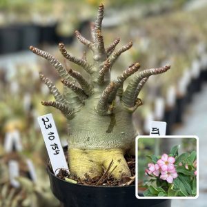 2310 154 Arabicum Vitrine Atlas