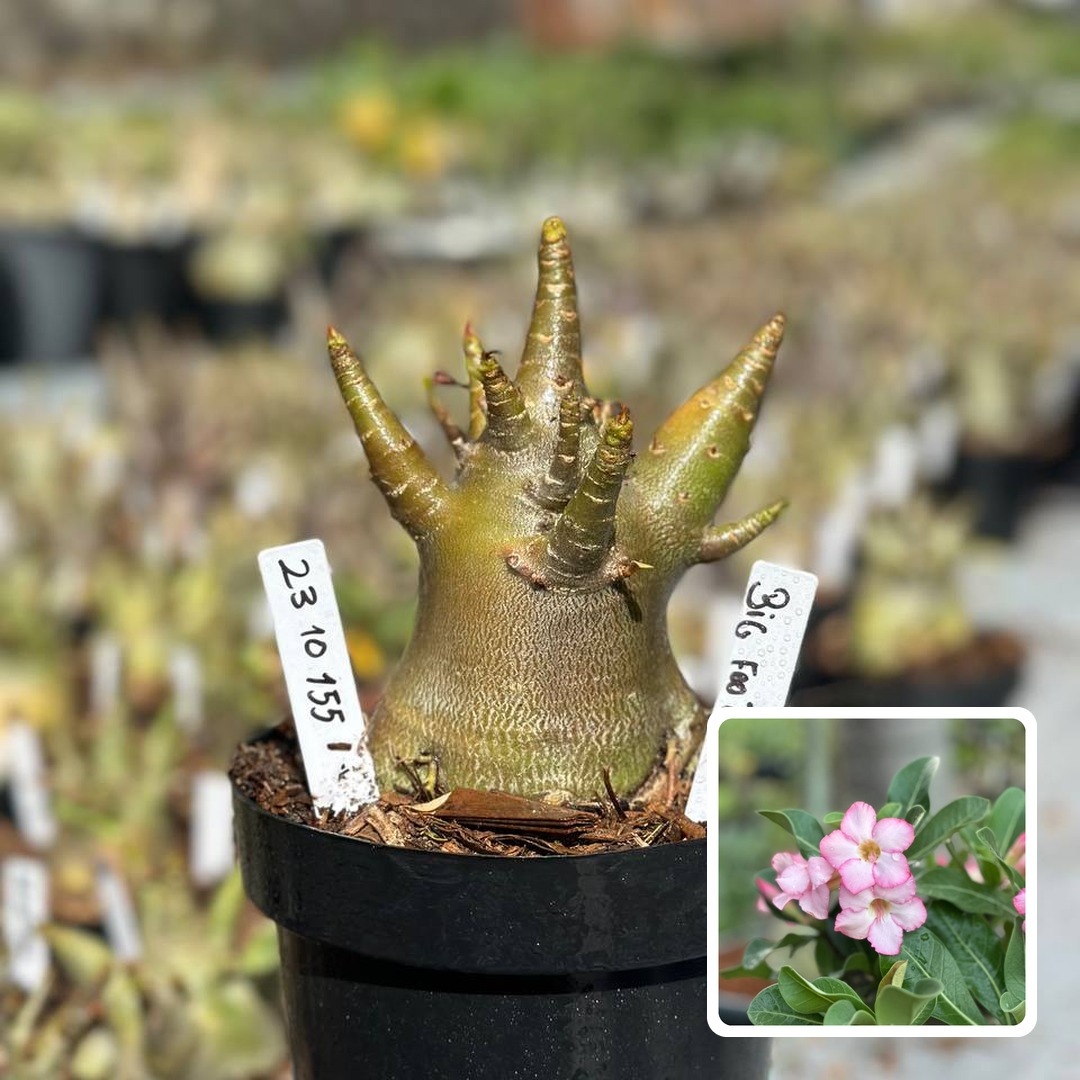 2310 155 Arabicum Vitrine Big Foot