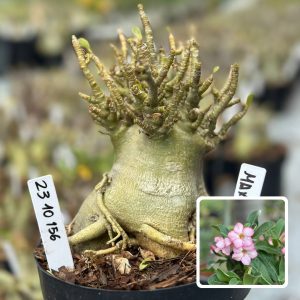2310 156 Arabicum Vitrine Maximos