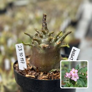2310 157 Arabicum Vitrine Megatron
