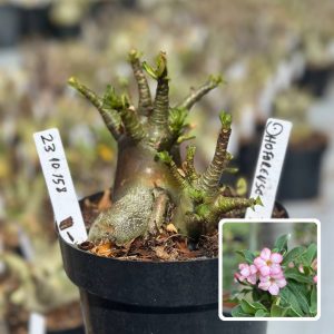 2310 158 Arabicum Vitrine Dhofarense