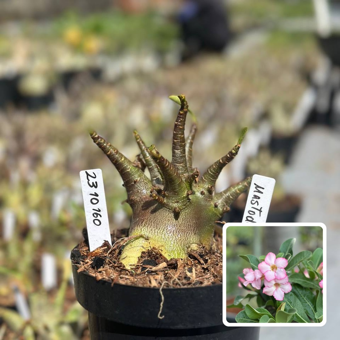 2310 160 Arabicum Vitrine Mastodonte