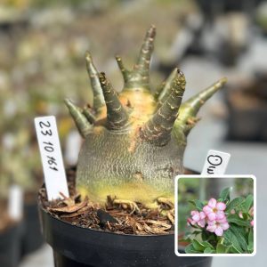 2310 161 Arabicum Vitrine Dinossaur Avaria