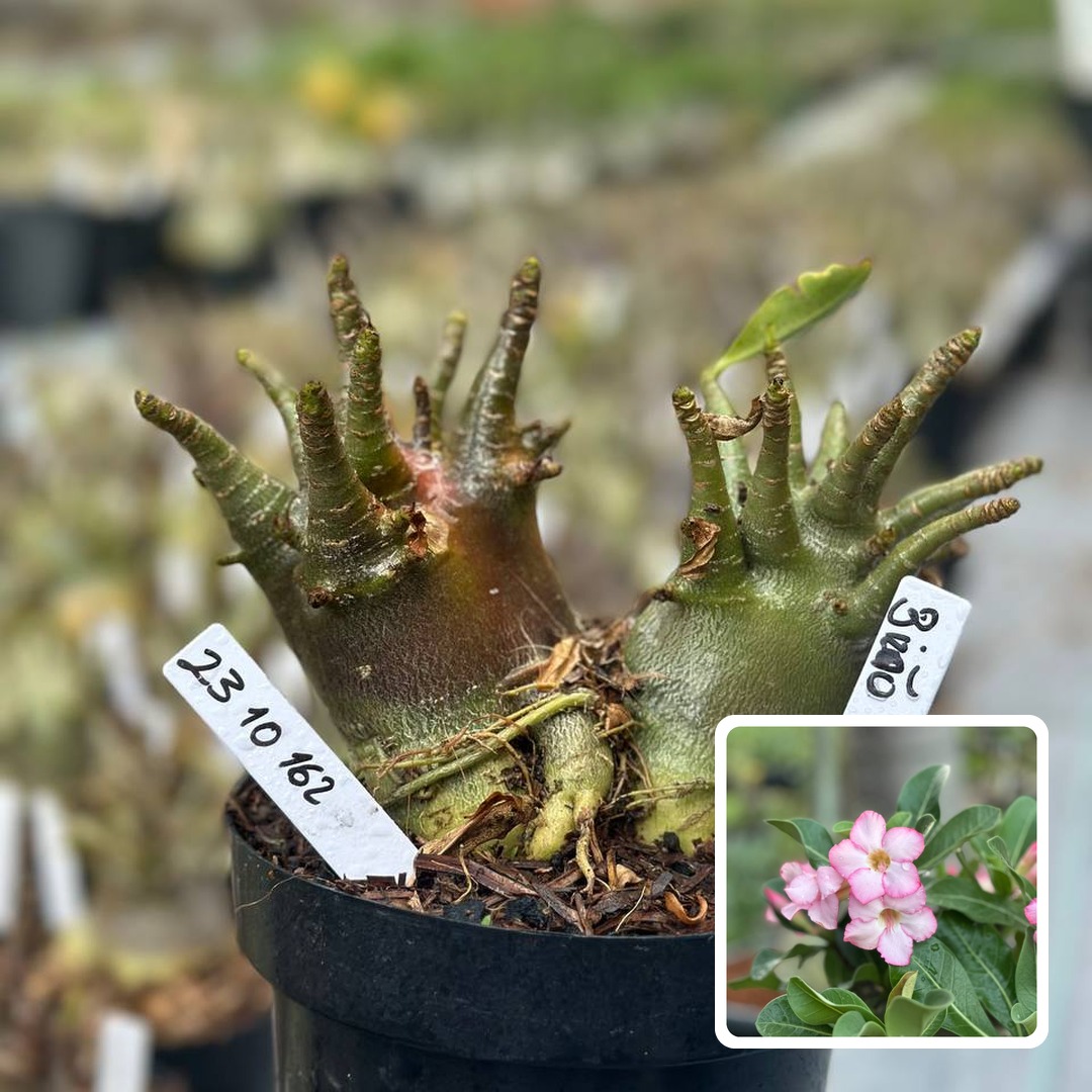 2310 162 Arabicum Vitrine Bizão (Leilão)