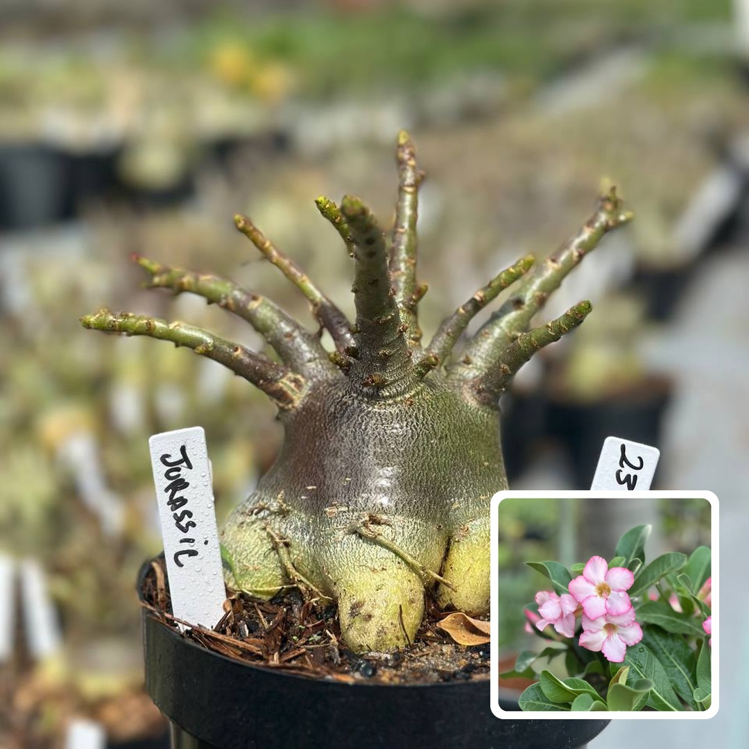 2310 163 Arabicum Vitrine Jurassic