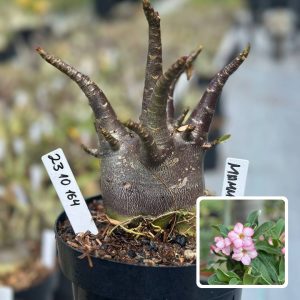 2310 164 Arabicum Vitrine Mammoth