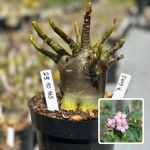 2310 165 Arabicum Vitrine Oniyx