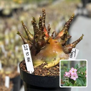 2310 166 Arabicum Vitrine Tanos