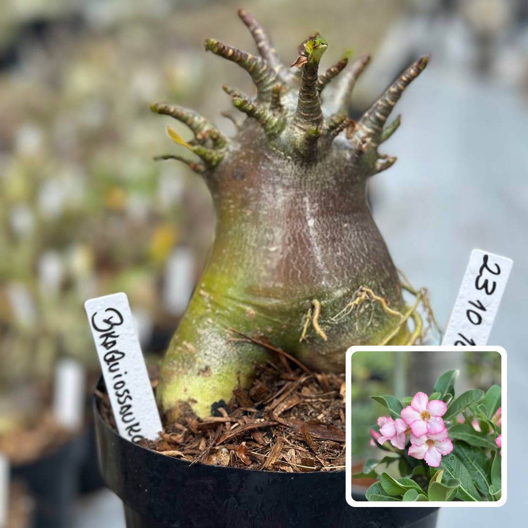 2310 167 Arabicum Vitrine Braquiossauro