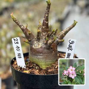 2310 169 Arabicum Vitrine Black Hawk