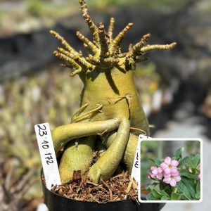 2310 172 Arabicum Vitrine Thai soco