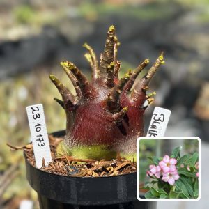 2310 173 Arabicum Vitrine Black Zombie