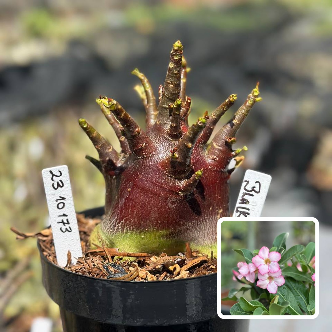 2310 173 Arabicum Vitrine Black Zombie (Leilão)