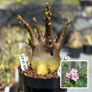 2310 177 Arabicum Vitrine Darckseid