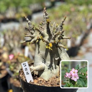 2310 18 Arabicum Vitrine Loki