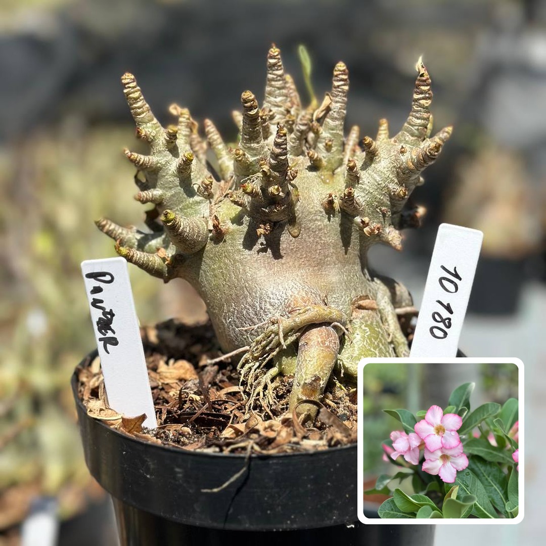 2310 180 Arabicum Vitrine Panzer