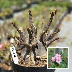2310 20 Arabicum Vitrine Lava
