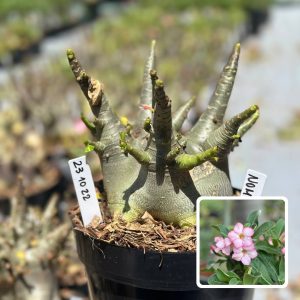 2310 22 Arabicum Vitrine Nom Sod de