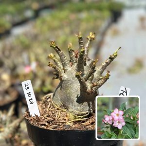 2310 23 Arabicum Vitrine Tyson