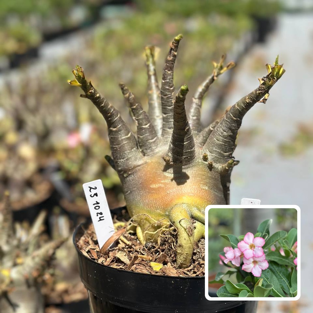 2310 24 Arabicum Vitrine Godzilla
