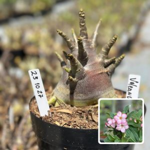 2310 27 Arabicum Vitrine Volcano