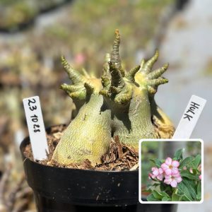 2310 28 Arabicum Vitrine Hulk