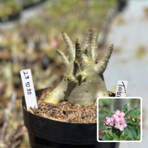 2310 30 Arabicum Vitrine Triceratop