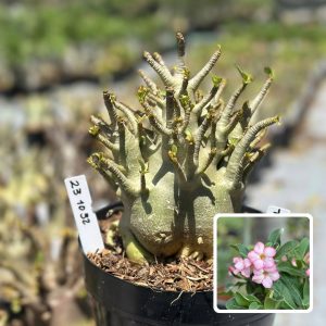 2310 32 Arabicum Vitrine Thor