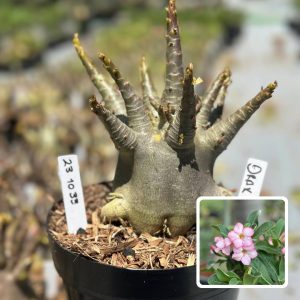 2310 33 Arabicum Vitrine Drax
