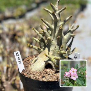 2310 34 Arabicum Vitrine Urus