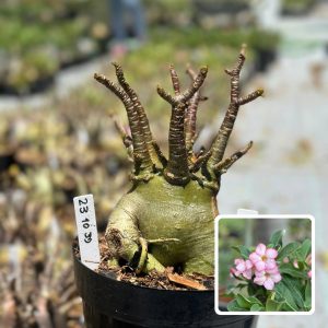2310 39 Arabicum Vitrine Hesfero
