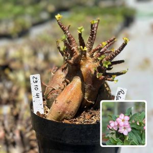 2310 41 Arabicum Vitrine Ragnarok