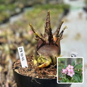2310 42 Arabicum Vitrine Groot
